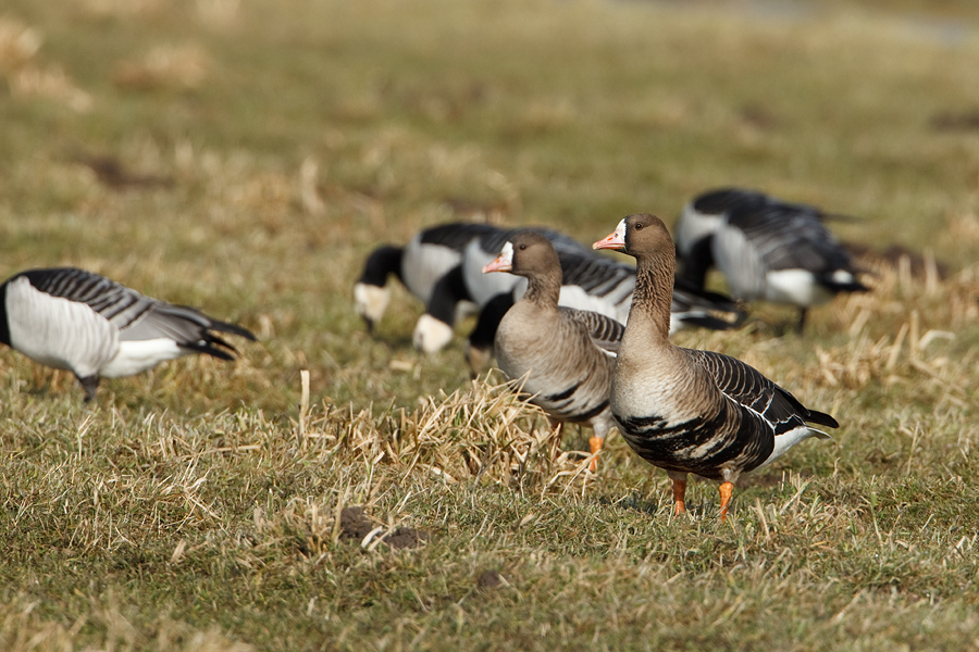 Anser albifrons Kolgans White-Fronted Goose